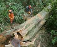 Illegal Loggers cutting the trunk of a falling tree