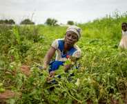 Nviron Hive, Tree Aid to fund 200,000 tree regeneration initiative in Yendi