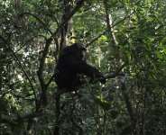 A chimpanzee perched in a tree in Kibale National Park, near Fort Portal, in December 2025. - AP - Patrick Onen