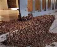 Chaos in Court: Ugandan Man Accused of Witchcraft Allegedly Summons Swarm of Bees and Emerges Unscathed