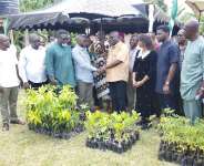 Agric Ministry distributes 1.2m tree seedlings to farmers