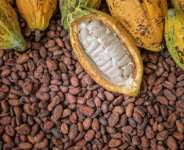Beyond Cocoa: Why Ghana Must Diversify Its Export Agriculture