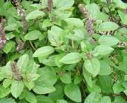 African Basil (Ocimum gratissimum): A Nutritional and Medicinal Powerhouse