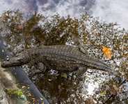 Kenya’s Live Reptile Exports Surge 10-Fold as Over 870,000 Animals Enter Global Trade
