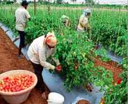 Saving Half a Billion Dollars: Mahamas Strategic Tomato Partnership to Cut Import Costs