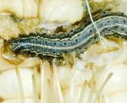 Government Must Place A Prodigious Premium On The Fight Against Devastating Army Worm Infestation