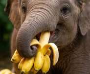 Yaanom and the Elephant: A Tale of Names and Nature