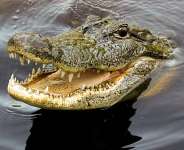 Ghana’s Free Speech Castle: Guarded by Crocodiles of Consequence