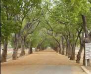 Dont Destroy The Trees By The Sandema Road