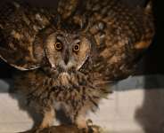 Russias 2022 invasion has wrought yet more suffering on Ukraines birdlife. -  Genya SAVILOV / AFP