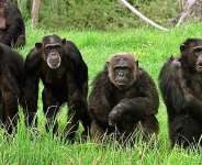 A group of chimpanzees at the Beauval zoo in France. -  AFP - Alain Jocard