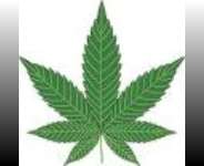 Cannabis is Gods plant