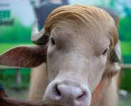 The rare albino buffalo has become a social media sensation and is drawing crowds in Bangladesh. -  Salahuddin Ahmed, AFP