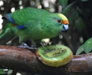 Nacho – part of a breeding pair of the rare New Zealand kakariki karaka parakeets – has produced 55 chicks in two years, more than 10% of the total population of the critically endangered bird. - Leigh Percasky, AFP via The Isaac Conservation and Wildlife Trust