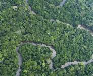 Brazil lost 985,000 hectares of native vegetation in 2025, though deforestation in the Amazon fell to its lowest level since 2019, according to monitoring network MapBiomas. - AP - Victor R. Caivano