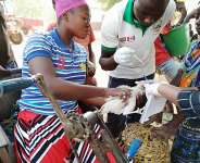 GALVmed announces three new projects to accelerate animal healthcare in West Africa