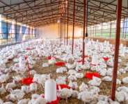 Poultry industry remains an essential pillar of Ghana’s economy - Ho MCE