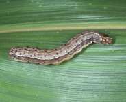 Fighting the fall armyworms: Detergent and herbal concoctions to the rescue