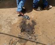 Acid Stains Workshop Soil