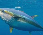 Ghana Is Largest Producer Of Tuna In Africa, 4th Globally But EU Has Monopoly