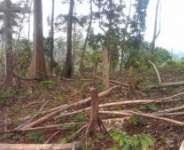 Deforestation, Poverty among Women in the Nanumba North Municipality