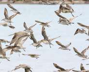 World Migratory Bird Day: What birds can tell us about the health of our world