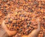 Ghana’s Cocoa Traceability System: A Foundation for EUDR Low-Risk Benchmarking