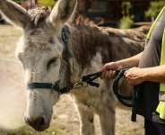 A patient with mental health conditions participates in a therapy session involving donkeys at a psychiatric hospital in Neuilly-sur-Marne, in the eastern suburbs of Paris, on May 29, 2026. -  Thomas Padilla, AP