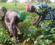 Some of the stabled mental ill patients on their garden plucking okro to sell