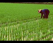 Golden Grain, Golden Opportunity: Mahamas Rice Mill to Unlock Potential of North East Region