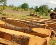 Rosewood Trade Booming In Spite Of Ban –Research Scientist