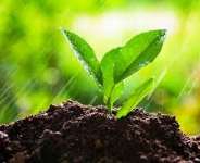 Thoughts From The Green Ghana Day Celebration