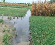V/R: Flood waters submerge acres of farmlandin Anloga
