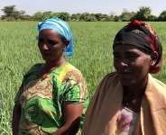 TAAT opens a new frontier for Wheat in Ethiopia
