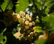 Grapes at a vineyard in the Cognac region where nearby wine growers are introducing trees to their vineyards. - Christophe Archambault, AFP