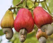 Tree Crops Development Authority dismisses GH¢25 cashew price claim