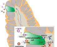 A Letter To My Enterochromaffin Cells