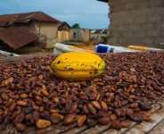 Cocoa Floor Price: Civil Society Group Commends COCOBOD