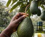 An avocado tree