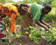 With vast lands, resources and bulge of youth, why must Africa go hungry and depend on imports for survival?