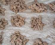 High ginger prices raises concern amongKadjebitraders