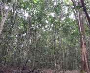 CLAP GH advocates green environment for infection-free living
