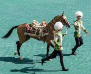 Trainers lead an Akhal-Teke stallion during its presentation at an Akhal-Teke breed beauty contest in an equestrian complex in the Turkmen capital of Ashgabat on April 25, 2026. -  AFP