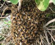 One dead, fire officer hospitalised after bee attack at Quarry Site inSokode Gbogame