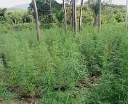Police destroy 11 cannabis farms in Volta Region anti-drug operation