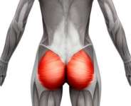 Prolonged Sitting, Genetics, And Low Gluteal Muscle Mass: Key Reasons For Flat Buttocks