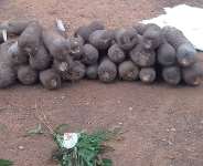 Dambaitraditionalauthoritiesperform rites toofficially open 2026 new yam trading season