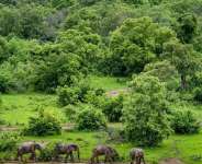 The Last Wild Place On Earth Is Dying, And Ghanas Own Forests Are Next In Line