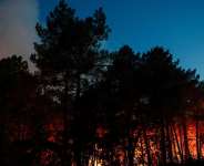 A wildfire burns in Noisy-sur-Ecole near Fontainebleau, France, 12 July 2026. -  Benoit Tessier/Reuters