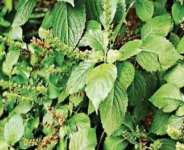 A Ghanaian Discovery: Can Scent Leaf (Nunum) Be the Future of Eco-Friendly Hand Sanitizers?